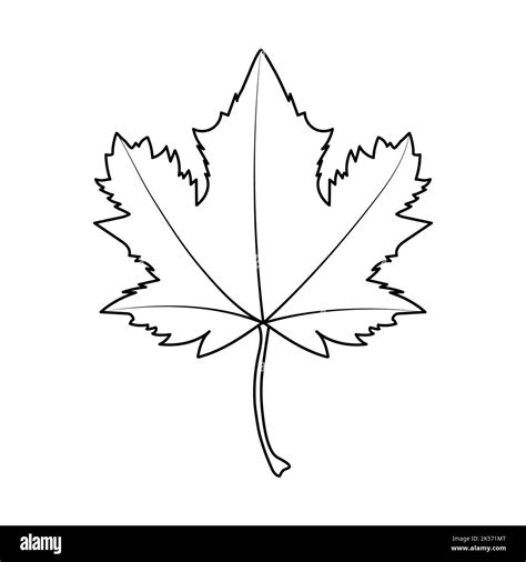 Maple Leaf With Black Outline Coloring Page Vector Illustration Flat