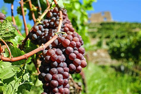 Free Picture Nature Grape Agriculture Food Fruit Vineyard Grapevine