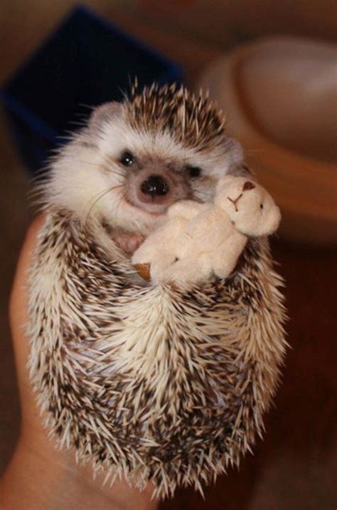 10 Reasons Why Hedgehogs Make The Best College Pets Cute Baby Animals