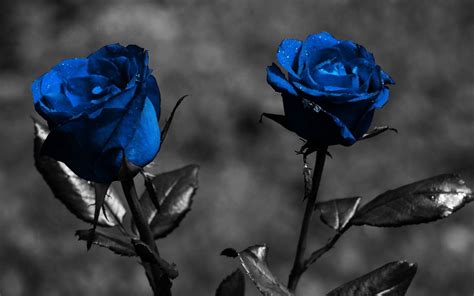 1680x1050 1680x1050 Rose Blue Flowers Leaves Creative Wallpaper