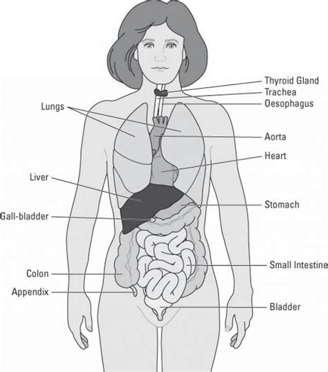 Body Organs Diagrams Diagram Link Human Body Diagram Body Organs