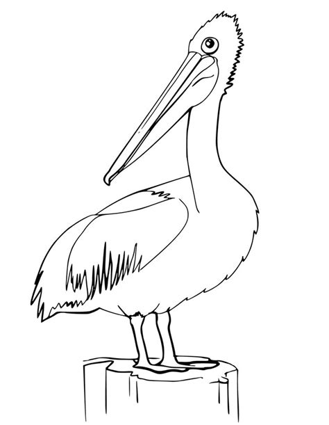 Pelican Coloring Pages Best Coloring Pages For Kids Pelican Art