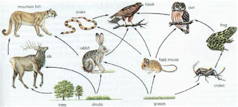 The arrows in a food chain represent the flow of energy and matter between feeding (trophic) levels. 😀 Terrestrial food web diagram. Energy flow & primary ...