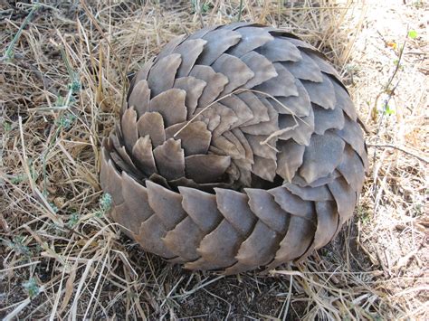 Pangolin Animal Basic Facts And Pictures The Wildlife