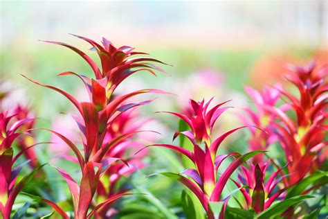 How To Care For Bromeliads