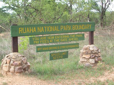 ruaha national park tanzania wild safari guide
