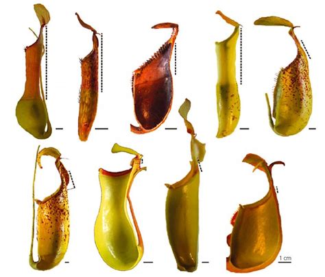 A Nepenthes Spp é Uma Das Espécies De Plantas Carnívoras Mais Conhecidas Entre Os Jardinistas é