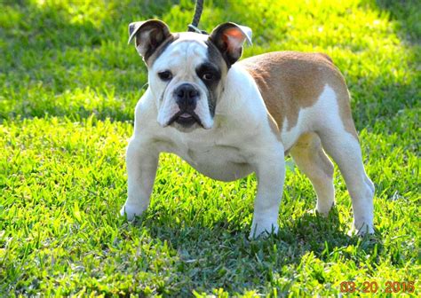 Olde English Bulldogge Puppies For Sale | Houston, TX #127572