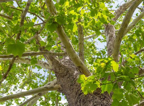 North American Sycamore Tree Stock Photo Image Of Tall American