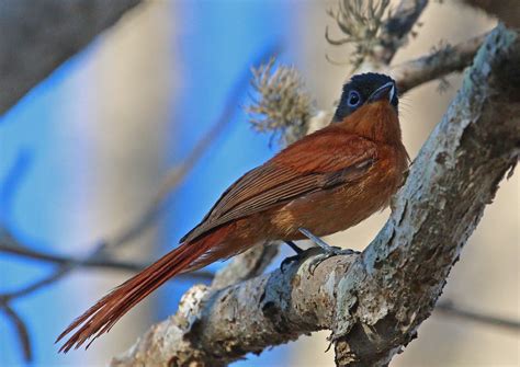Mad1301867a Madagascar Paradise Flycatcher At Ifaty Mada Flickr