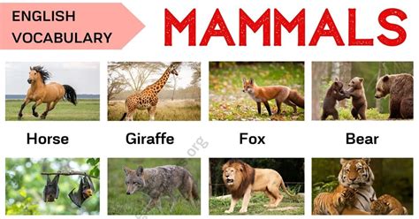 Mammals Examples Pets Lovers
