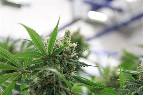 Thirteen Best Weed Strains For Sex Las Vegas Cannabis Reviews