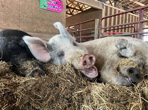Learn About Pigs Barn Sanctuary
