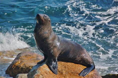 Afro Australian Fur Seal Pinniped