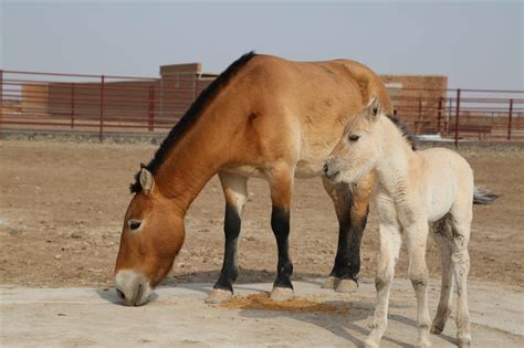 rare horses born  xinjiang shine news