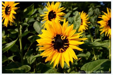 Growing Sunflowers Learn When To Plant And How To Grow Sunflowers Hgtv