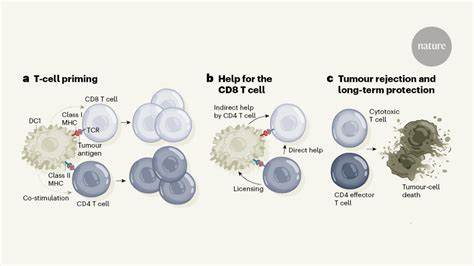 Ontogeny and function of dendritic cells and their subsets in the steady systemic rna delivery to dendritic cells exploits antiviral defence for cancer immunotherapy. A dendritic cell multitasks to tackle cancer