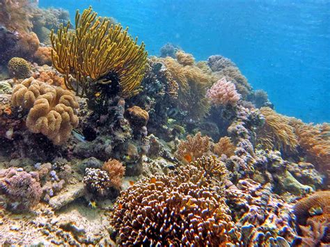 Pemandangan bawah laut yang masih belum terlalu terjamah manusia akan memanjakan matamu. Pemandangan bawah laut tercantik di dunia. | KASKUS