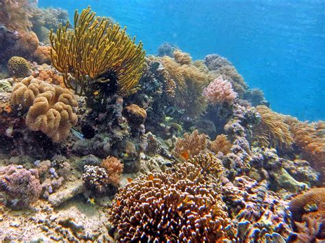 Selanjutnya ada laut terdalam di dunia yaitu laut mediterania. Pemandangan bawah laut tercantik di dunia. | KASKUS