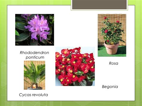 Plantas Ornamentales