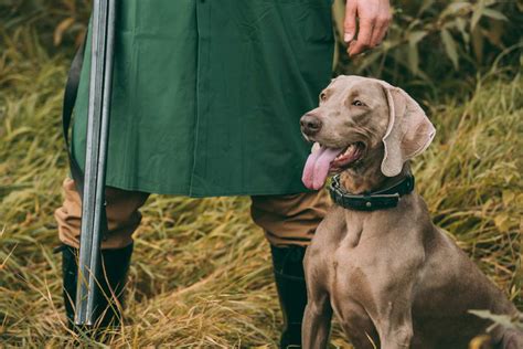 The Pros And Cons Of Hunting With Dogs Outdoors Report