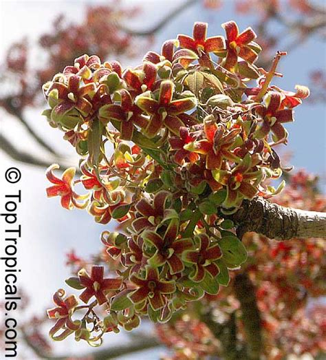 We not only provide english meaning of بادام but also give extensive definition in english language. Sterculia foetida, Wild Indian Almond - TopTropicals.com