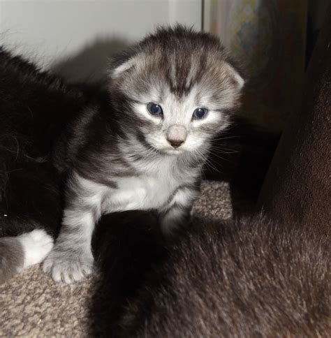 Vaidurya Norwegian Forest Cats Newborn Norwegian Forest Kittens Of Mum