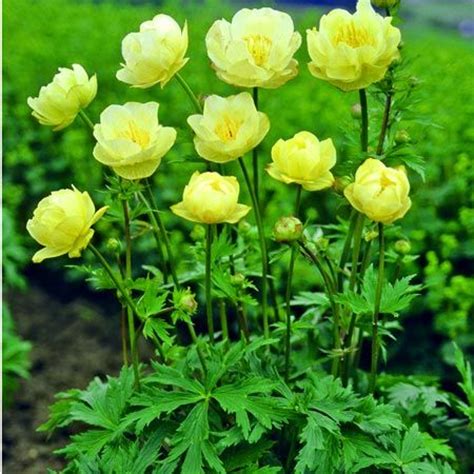 Find ideas and inspiration for perennial flowers zone 7 to add to your own home. Trollius | Single Bloom & Some of My Pictures | Pinterest