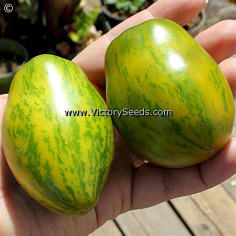 Dwarf Saucy Mary Tomato Victory Seeds® Victory Seed Company