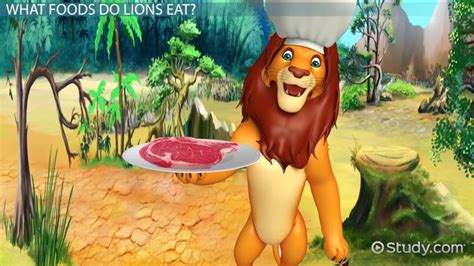 What do Lions Eat? - Lesson for Kids - Video & Lesson Transcript | Study.com