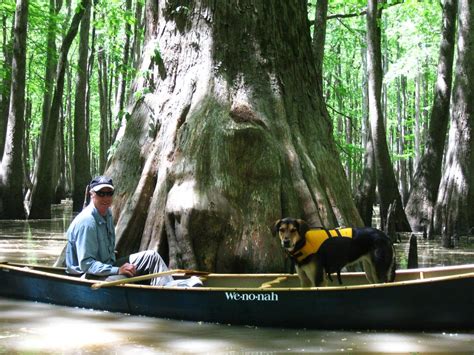 Canoeing The Bayou De View Canoe And Kayak