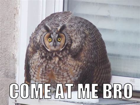 20 Hilariously Adorable Owl Memes
