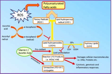 Schematic Presentation Of Ros Mediated Lipid Peroxidati Open I