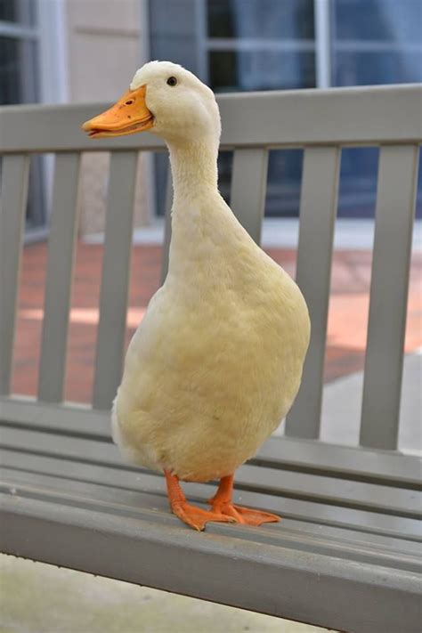 Duck breeds exist for people that want to raise ducks for meat, eggs and pets. My favorite breed of duck! Peking!!!!💕😄 | Duck and ...