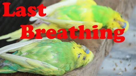 How To Prevent Baby Parakeets From Dying Of Malnutrition Master Parrot