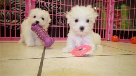 Friendly Teacup Maltese Puppies For Sale In Ga At Puppies For Sale