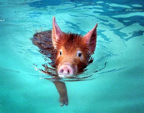 Though He Does Look A Little Drowned Tiny Pigs Pet Pigs Swimming