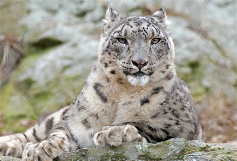 Filesnow Leopard Relaxed Wikimedia Commons
