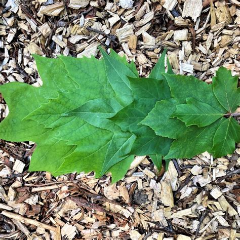 Common Tree Leaf Id Palmate Leaves Tyler Arboretum