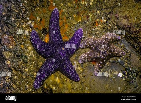 Purple Colored Ochre Sea Star Pisaster Ochraceus With A Drabber One