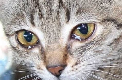 What To Do If My Cat Is Sneezing And Has Watery Eyes Cat Meme Stock