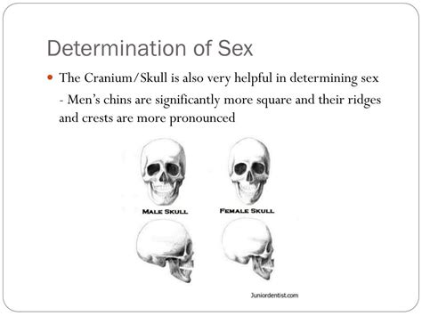 Ppt Forensic Anthropology Powerpoint Presentation Free Download Id 2437561