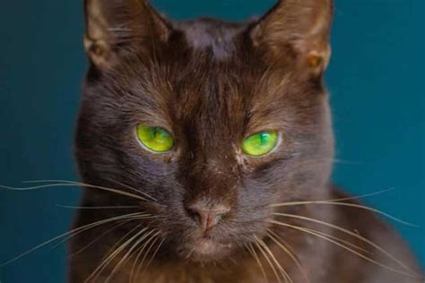 The 10 Cat Breeds With The Coolest Green Eyes