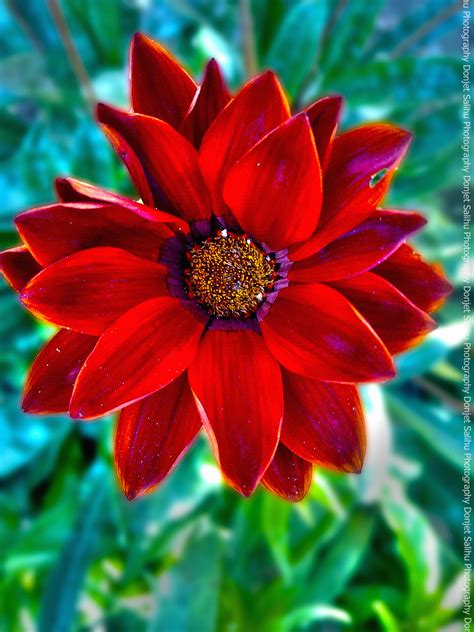 Red Flower Hdr Creme