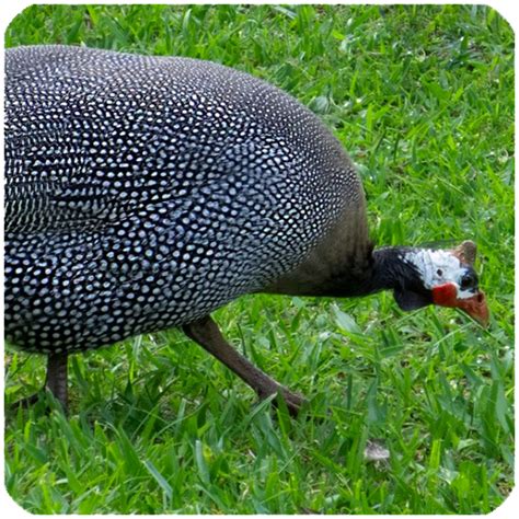 Guinea Fowl Sounds And Ringtone Audioappstore For Android