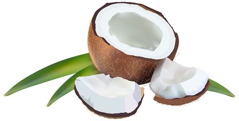 Coconut Png Clipart Background Png Mart