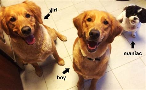 Quiz Can You Tell Dogs Gender Just By Looking At Their Face Barkpost