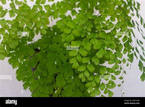 Adiantum Plants Have Small Leaves That Are Thin And Green Stock Photo