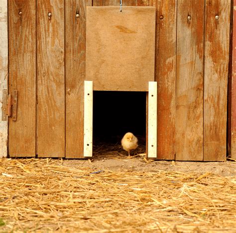 This very detailed diy chicken coop plan includes diagrams, videos, and a cut list. Automatic Chicken Coop Door: What to Know Before Buying