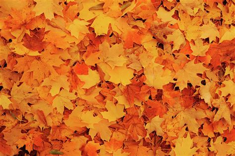 Beautiful Autumn Maple Leaves Photograph By Li Kim Goh Fine Art America